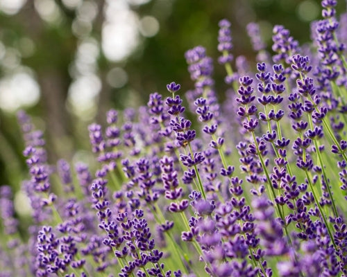 Lavender Soy Candle